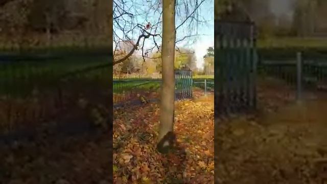 Кот лазает по деревьям | Cat climbs on trees смотреть онлайн