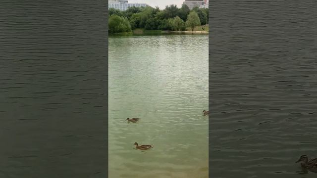 Утки на Удальцовских прудах, г. Москва, 28.06.2023 смотреть онлайн