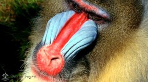 Мандрил/Mandrill