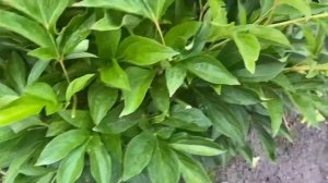 Выращивание пионов из семян.