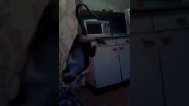 живая обезьяна на кухне у меня дома смотреть онлайн