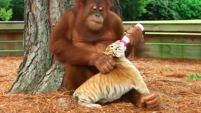 5 Самых странных друзей среди животных смотреть онлайн