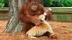 5 Самых странных друзей среди животных