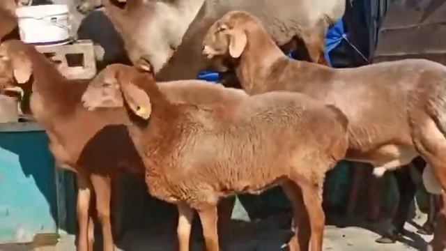 Овцы породы Арашан🔥🔥🔥🔥 смотреть онлайн
