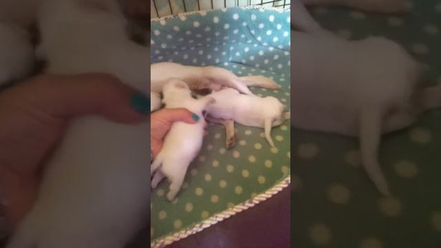 17 дней щенкам чихуахуа Взвешиваем смотреть онлайн