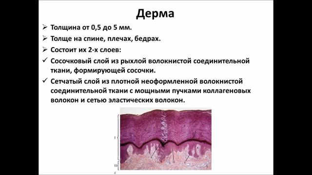 Кожа  Кожные железы