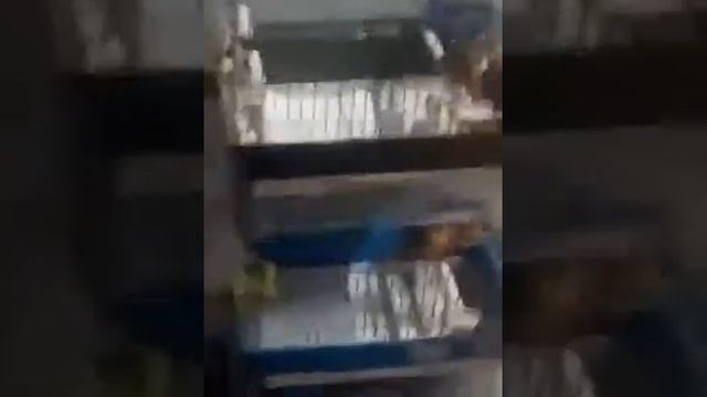 Красные канарейки, распетые птицы самцы. . 89150462814 смотреть онлайн