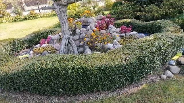 Живые изгороди у меня на участке. Цветы. которые радуют с весны до осени в теневом участке сада. смотреть онлайн