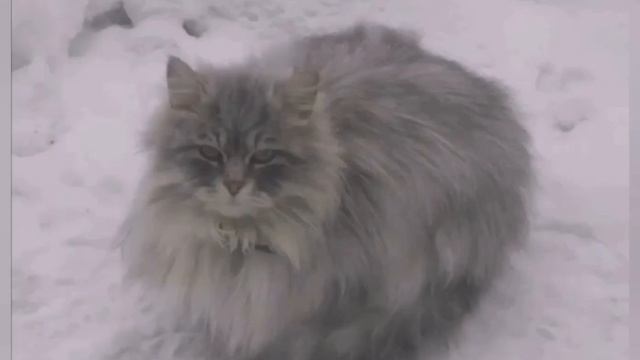 Стихи. Проделки кота Васьки. смотреть онлайн