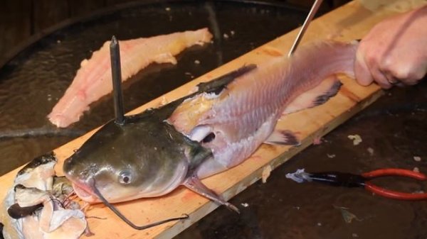 How to catch catfish - How to cook catfish - How to clean catfish