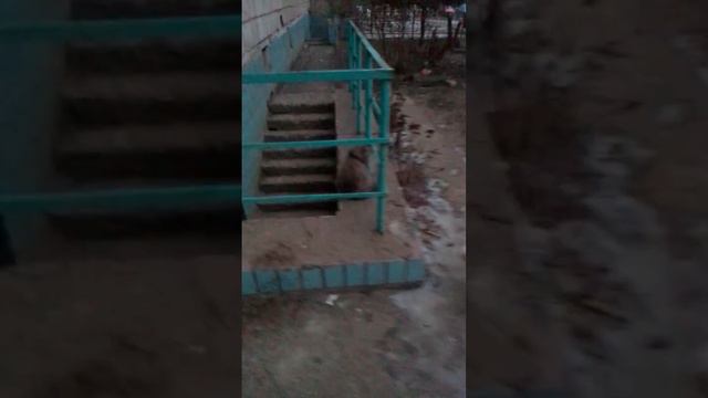 Кот: нет,рано,март ещё впереди... смотреть онлайн
