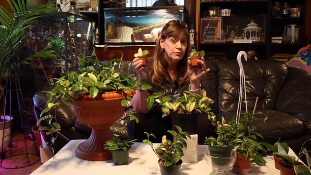 My Humble Hoya Collection смотреть онлайн