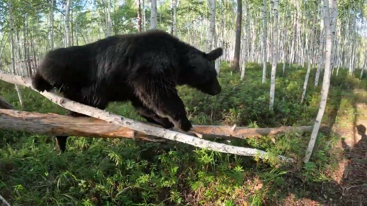 Медведи на прогулке. смотреть онлайн