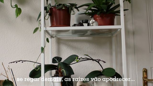 Como ter plantas lindas dentro de casa смотреть онлайн