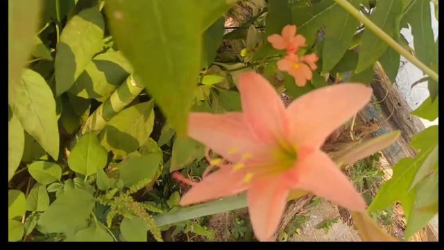 Beautiful Stripped Barbados Lilly ||April Lilly |Amarlilly | Barbados ||Hippeastrum || смотреть онлайн