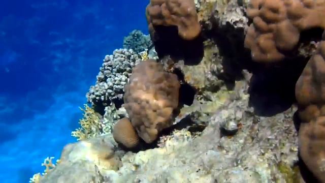 Club El Faraana Reef HD смотреть онлайн