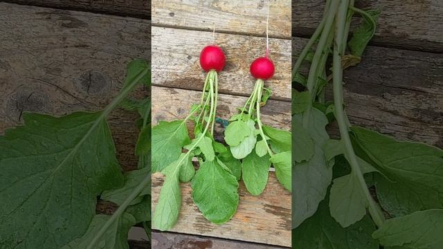 Редис Чериэт и Амур. Готовый результат. Плюсы и минусы. смотреть онлайн