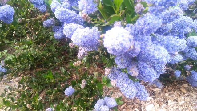 BEES in CEANOTHUS Plants смотреть онлайн