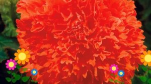 Бегония клубневая (Fimbriata orange). Краткий обзор, описание характеристик, где купить луковицы