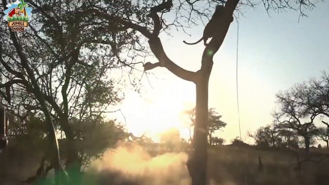 अजगर ने एक झटके में, चीते को खाँ गया | Leopard Tries To Escape Python смотреть онлайн