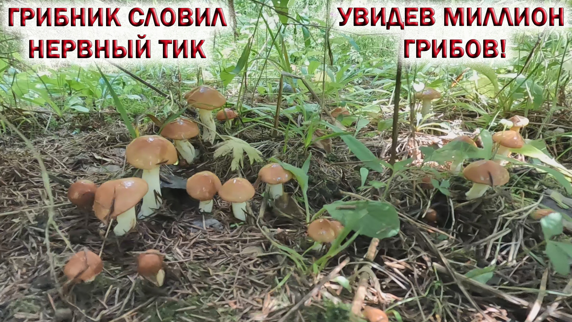 ГРИБНИКА поразил НЕРВНЫЙ ТИК увидев МИЛЛИОН ГРИБОВ! ГРИБ на ГРИБЕ! РЫЖИКИ, БЕЛЫЕ, МАСЛЯТА. смотреть онлайн