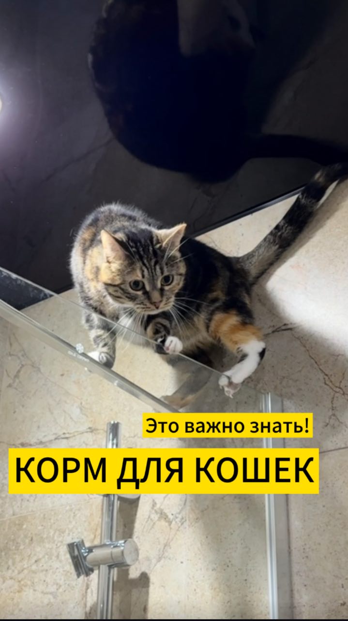 3 МИФА о кормах для кошек. Новый корм Jarvi