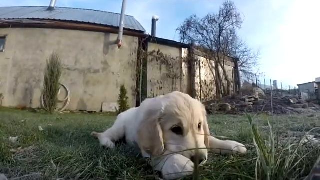 Golden retriever puppy goes crazy in new house смотреть онлайн