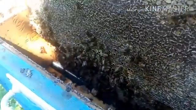 Первый каштановый мед 2020 смотреть онлайн