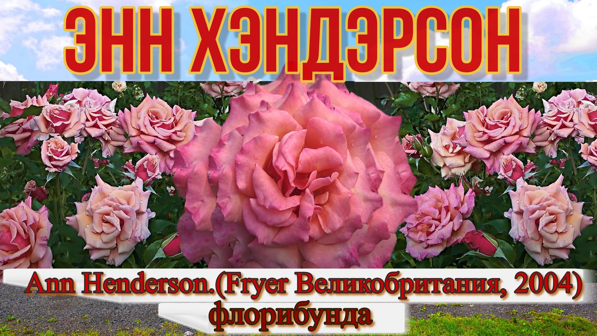 Роза Энн Хэндэрсон (Флорибунда) - Ann Henderson (Fryer Великобритания, 2004) смотреть онлайн