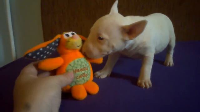 Бультерьер. Мини размер. Девочки. смотреть онлайн