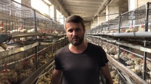 Выращивание бройлера на дому/себестоимость бройлера/бизнес на бройлерах/бройлер выращивание