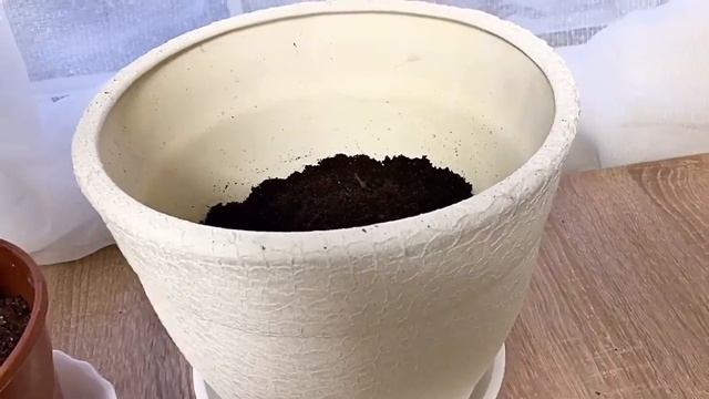 Замиокулькас.Долларовое дерево.Уход и пересадка.Zamioculcas.Plant care and transplant. Dollar tree. смотреть онлайн