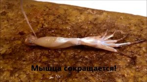 Мембранный потенциал. Опыты: Гальвани без металла, физиологический реоскоп с объяснением.