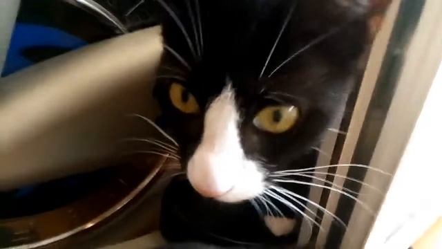 Junior's bag of fun! - The mysterious star! смотреть онлайн