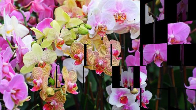 Orchid Flowers смотреть онлайн
