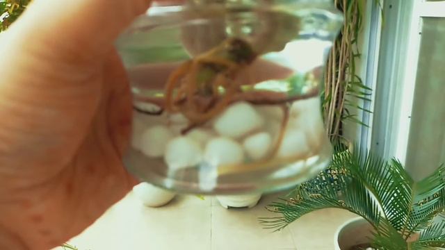 How to grow syngonium plant in water ( update video) смотреть онлайн