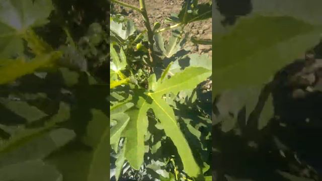 инжир первый год смотреть онлайн