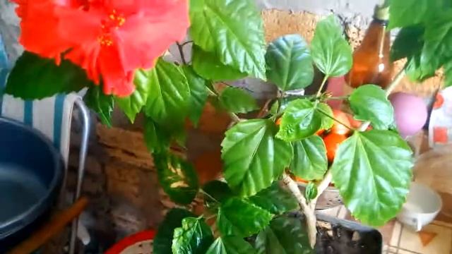 Китайская роза | как цветет и размножается ?! смотреть онлайн