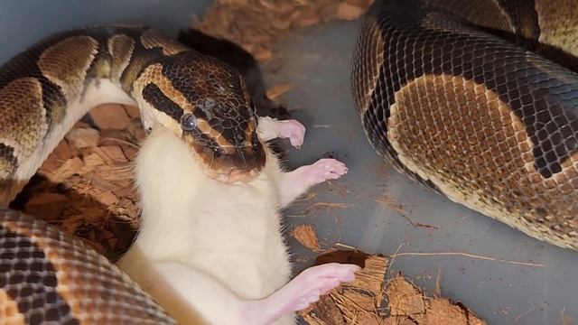 Ball Python Feeding - Warning Live Feeding смотреть онлайн