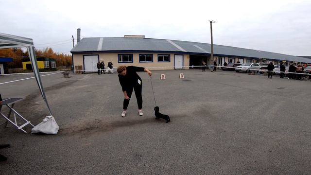 200926 выставка сургут таксы смотреть онлайн