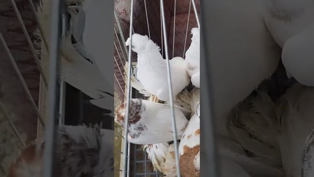 Декоративные Голуби УЗБЕКСКИ.