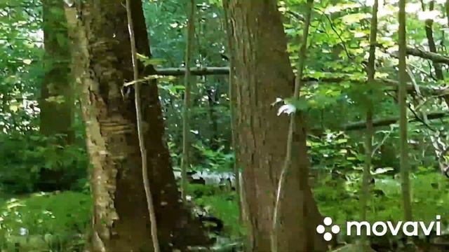 Наши лесные друзья.