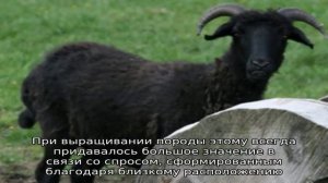 Уникальная карачаевская порода овец