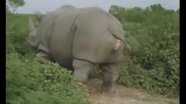 Джим Кери смотреть онлайн