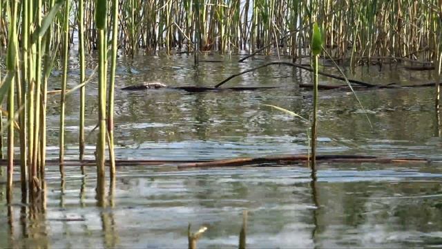 Наконец то рыбалка!!! С МАХОВЫМИ УДОЧКАМИ В КАМЫШАХ смотреть онлайн