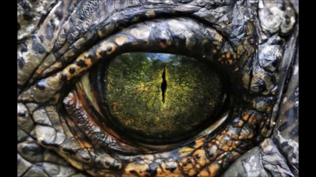 ПЕРВЫЙ ЗАДОКУМЕНТИРОВАННЫЙ КОНТАКТ С РЕПТИЛОИДОМ В РОССИИ.- ЧАСТЬ 3 смотреть онлайн