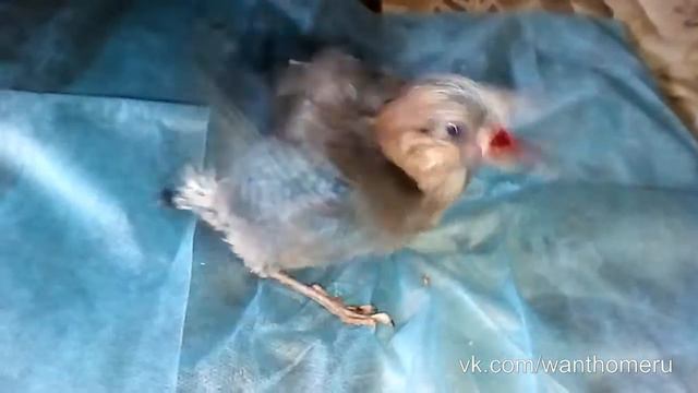 Птеродахтиль обедает мешаночкой ) смотреть онлайн