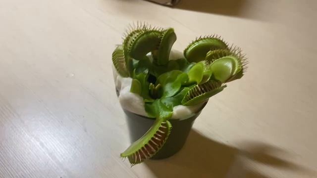 Венерина Мухоловка. Обзор растение-питомец, растение-хищник. Цветок. Распаковка. Артём и Папа