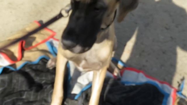 GREAT DANES GET OVERDUE NAIL TRIM смотреть онлайн