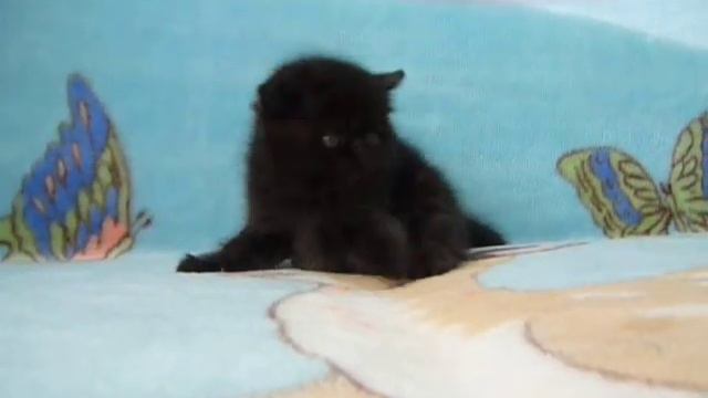 Продажа котят экзотов Санкт Петербург смотреть онлайн